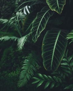 Photo de feuilles d'Amazonie: une image pour représenter la nature que Liane RH tente de préserver