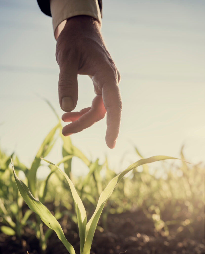 Le recrutement pour les entreprises du secteur de l'agronomie : Liane RH